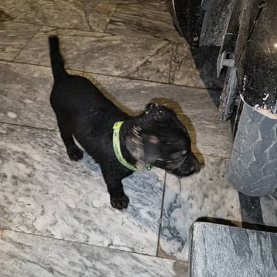 labrador very sharp and active