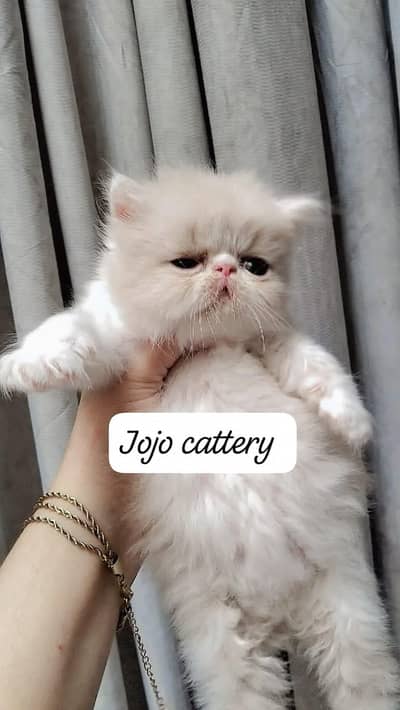peky female kitten