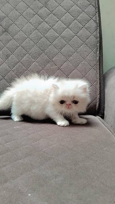 peky female kitten