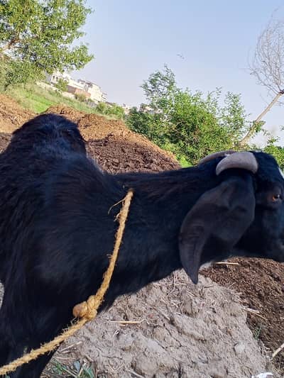 male goat