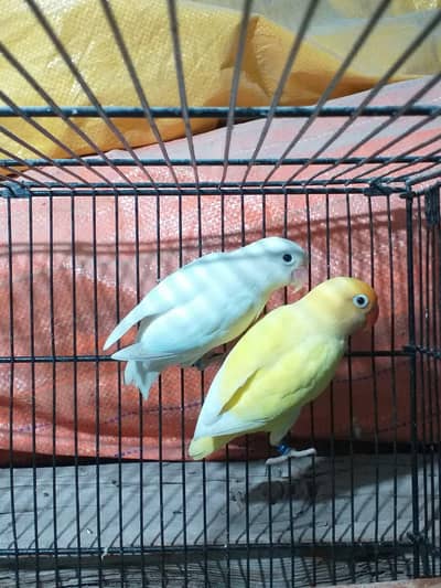 Lovebird urgent sale best quality pair