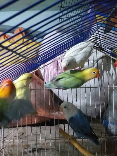 Lovebird urgent sale best quality pair