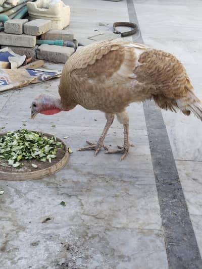 Female Turkey Brown