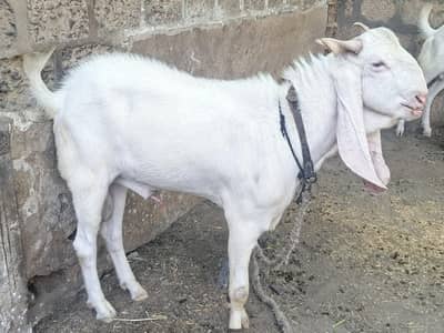 Aundo bakra gulabi  WhatsApp 03452371940