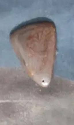 aagate stone 100 percennt real