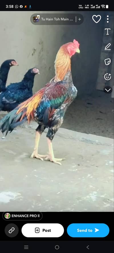 Turkish & japanese  /japanese & Pakoy for sale