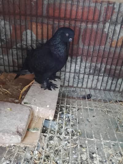 English long face fmale for sale.