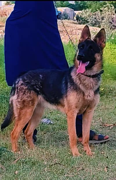Belgium Shepherd female for sale