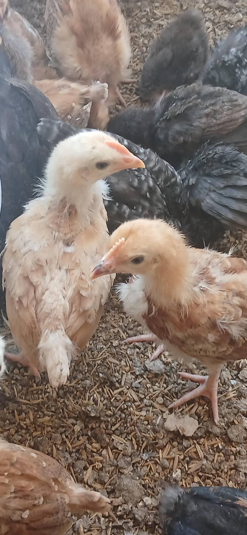 Desi Chicks 2