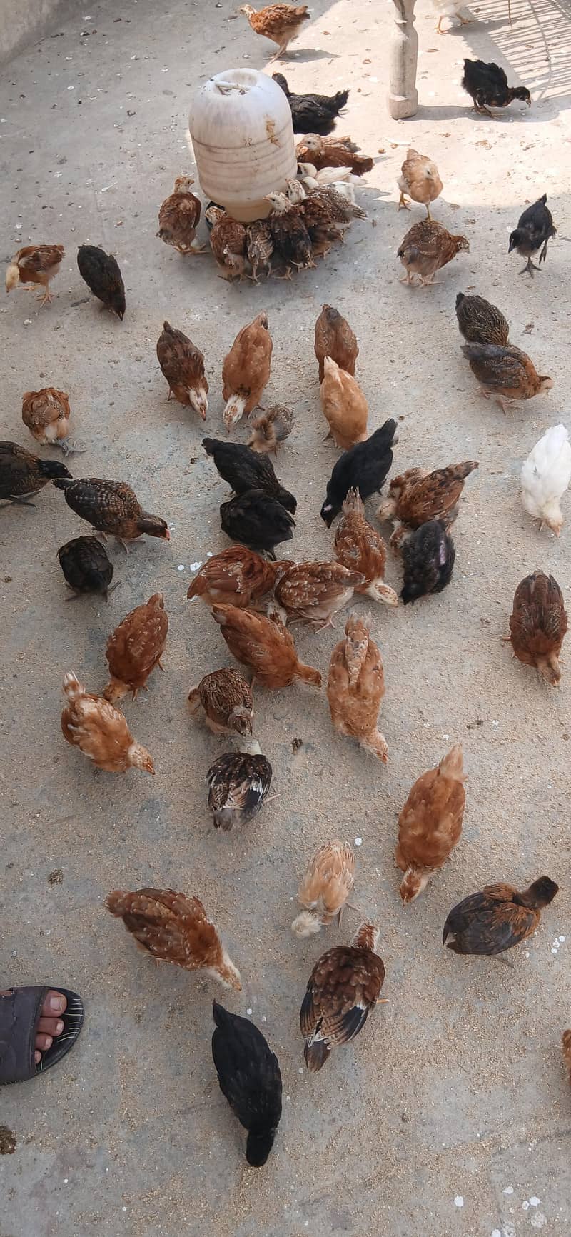 Desi Chicks 3