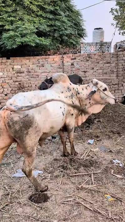 qurbani ka janwar