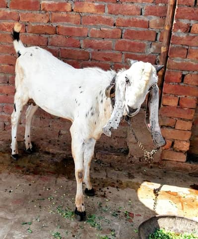 frish Bakra