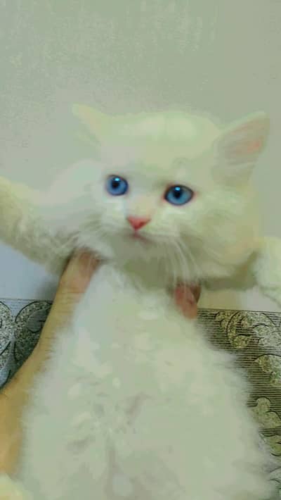 male cat for sale