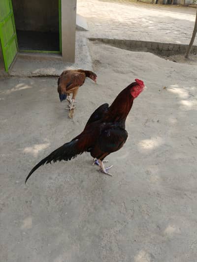 High quality Aseel pair