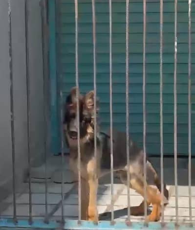 Healthy & Active Dog for Sale