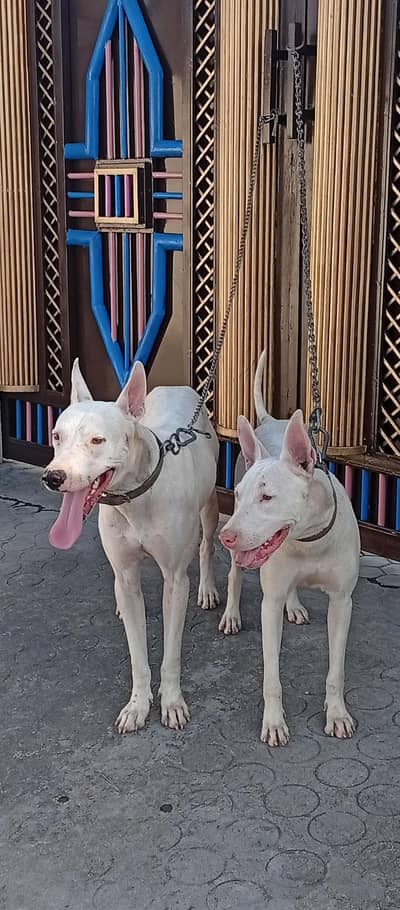 Gultair Pure Nasal Red Nose Pair 1 years old full shikar