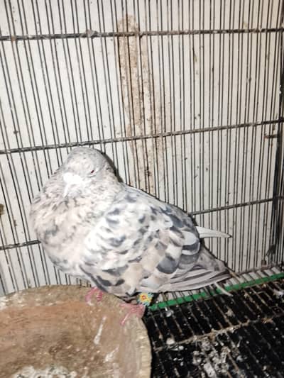 Chiniara male for sale
