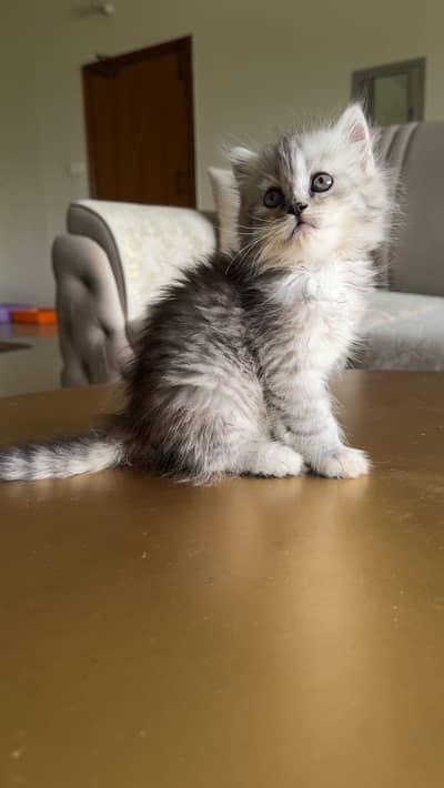 Premium Kittens Available – Multiple Breeds & Colors