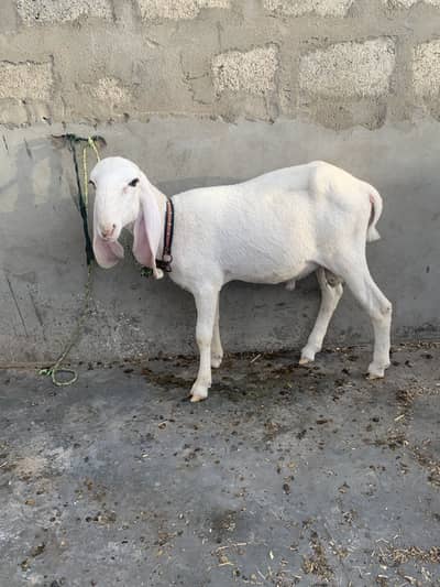 Pure larkana gulabi