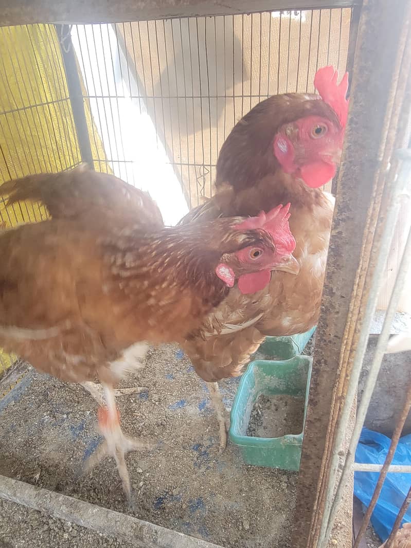 for sell 1