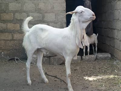 chabi wala bakra gulabi  WhatsApp 03452371940