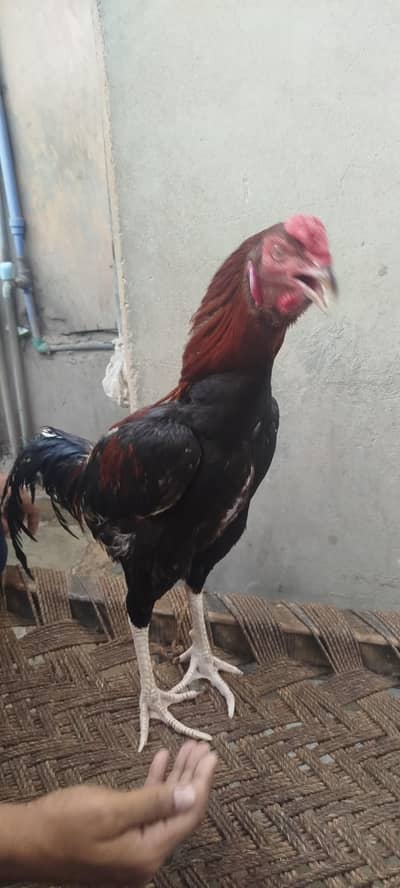 murga murgi for sale