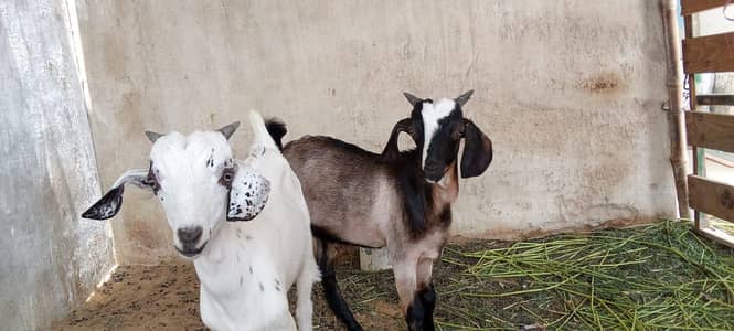 2 male tapray available