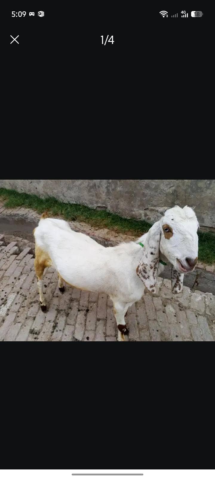 ماشاءاللہ خوبصورت ہے 1