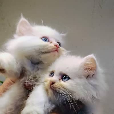 ​Premium Persian Doll Face Kittens - Crystal Blue Eyes