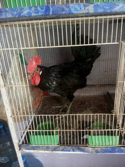 Australop Male
