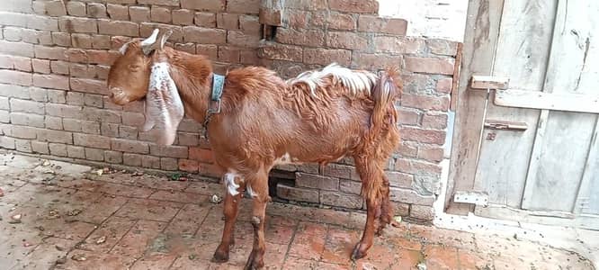 andal bakra