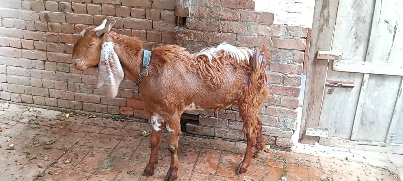 andal bakra 0