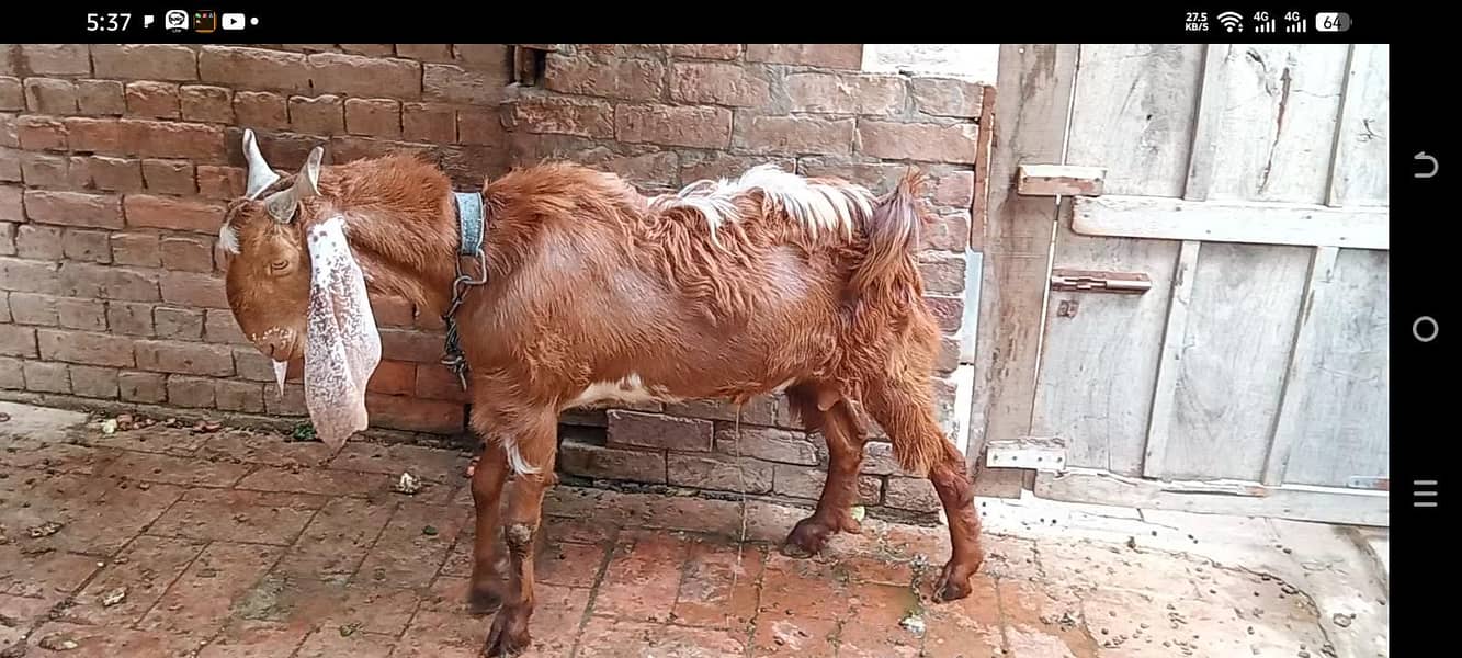 andal bakra 1