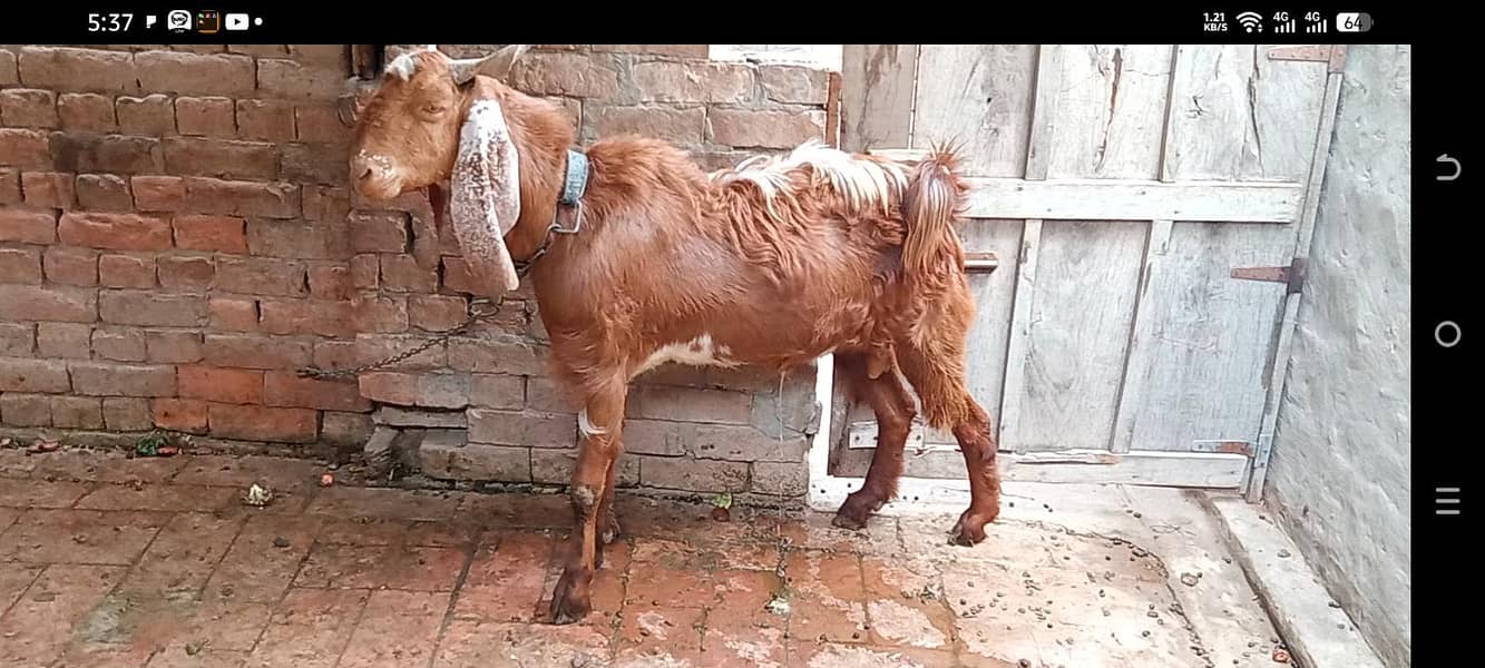 andal bakra 2
