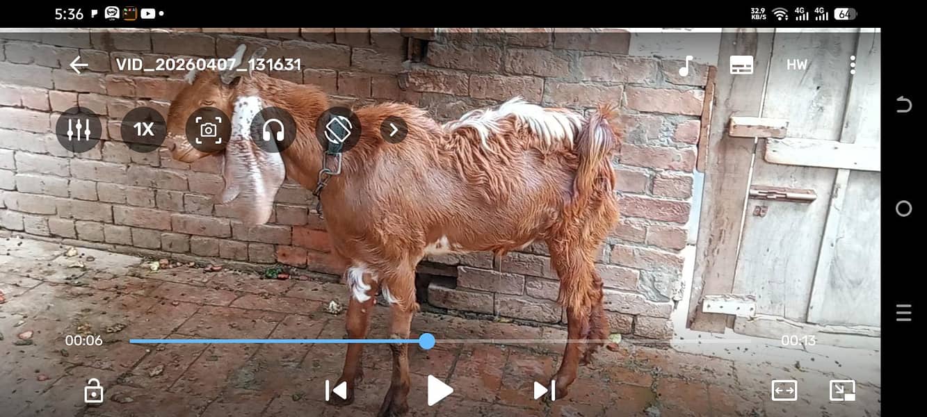 andal bakra 3