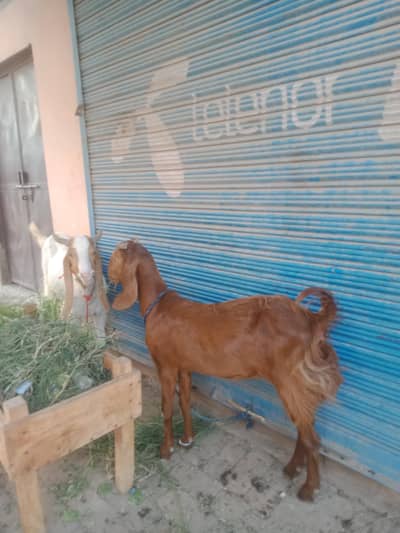 bilkul muasib rate ma 03016843568 M. Azeem
