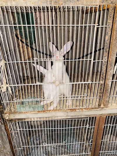 White rabits