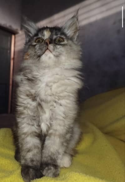 Different color shades dusty color  cute persian kitten