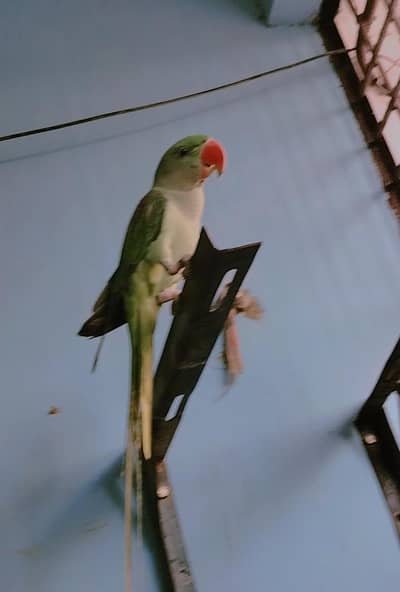 green parrot Bangali