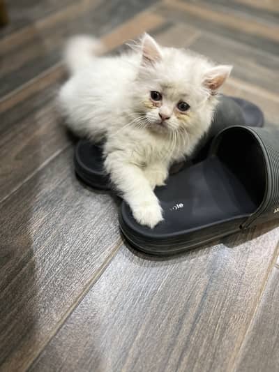 White persian cat baby