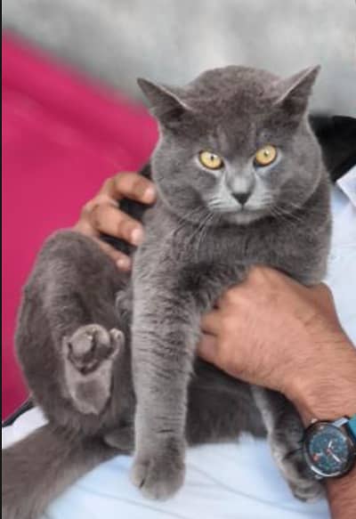 cat for sell