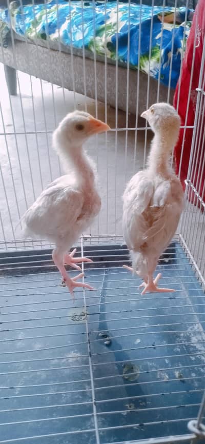 heera aseel chicks 3 month 03324997411