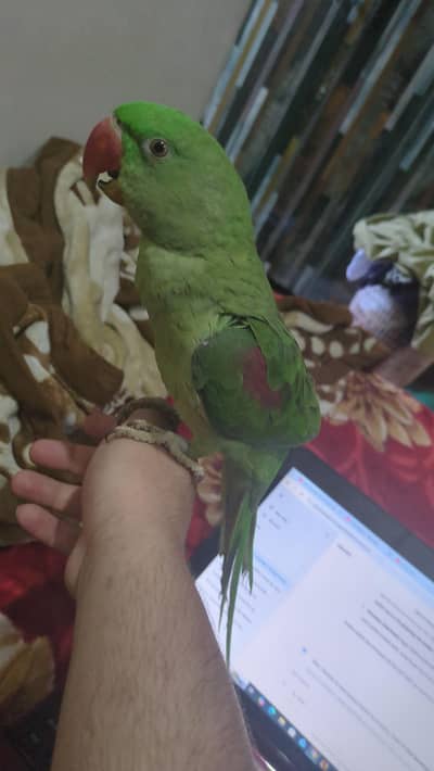 raw parrot