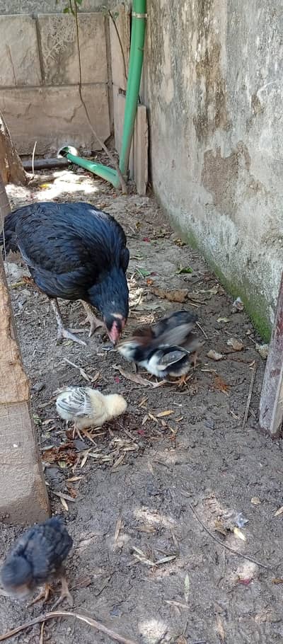 ak morgy or 5 chak 5 bache ha 6000