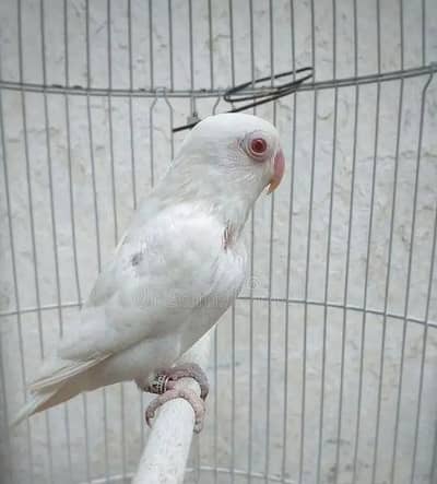 white Albino Red Eyes