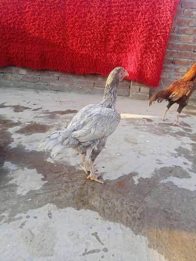 saleta aseel