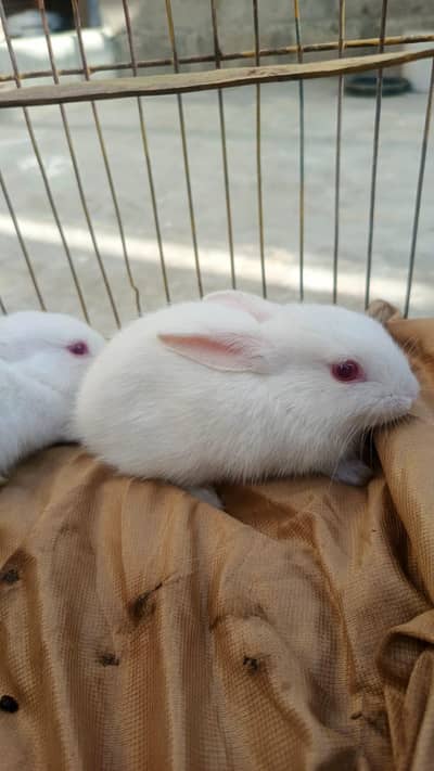Red eyes rabbit babies for sale