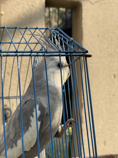 Female singing breeder cocktail
