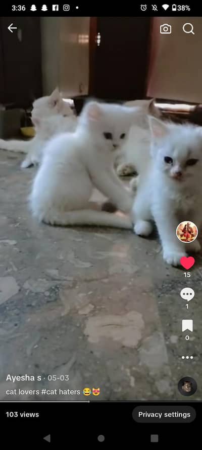 litter trained