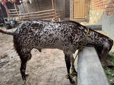 2 دانت  cnfrm 45 to 50kg ghost cheena breed pure